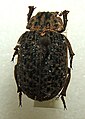 == Summary == Omorgus punctatus adult taken by Shawn Hanrahan at the Texas A&M University Insect Collection in College Station, Texas. Cropped version of Omorgus_punctatus_sjh.jpg. == Licensing == I, the copyright holder of this work, hereby publish it under the following license: This file is licensed under the Creative Commons Attribution-Share Alike 2.5 Generic, 2.0 Generic and 1.0 Generic license. :You are free: :* to share – to copy, distribute and transmit the work :* to remix – to adapt the work :Under the following conditions: :* attribution – You must give appropriate credit, provide a link to the license, and indicate if changes were made. You may do so in any reasonable manner, but not in any way that suggests the licensor endorses you or your use. :* share alike – If you remix, transform, or build upon the material, you must distribute your contributions under the same or compatible license as the original. https://creativecommons.org/licenses/by-sa/2.5CC BY-SA 2.5 Creative Commons Attribution-Share Alike 2.5 truetrue