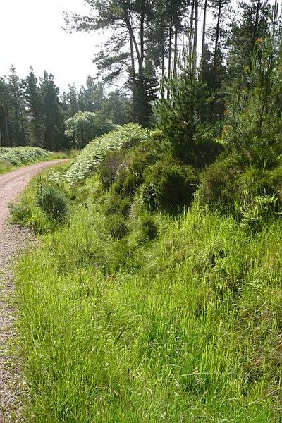 File:On the forest trail, Simonside - geograph.org.uk - 872478.jpg