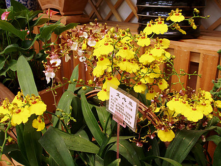 Oncidium flexuosum