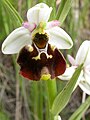 Français : Ophrys fuciflora Pelouse de Chézy-sur-Marne (Aisne), France