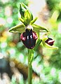 Ophrys incubacea Monte Pellegrino, Sicily