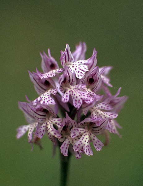 File:Orchis tridentata 01.jpg