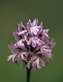 Orchis tridentata Italy - Lama Mocogno