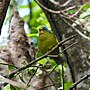 Thumbnail for Lesser Antillean euphonia