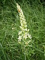 Ornithogalum pyrenaicum