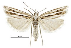 Orocrambus corruptus female.jpg