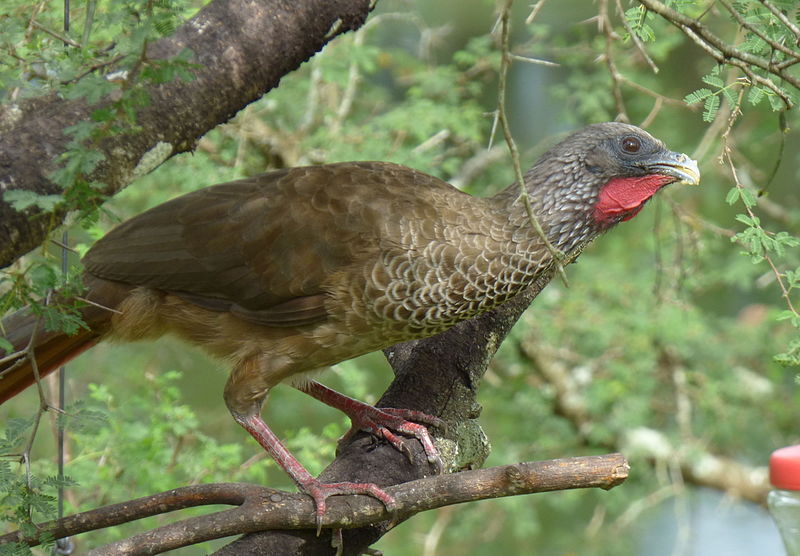 File:Ortalis columbiana (Guacharaca variable) (14677853164).jpg