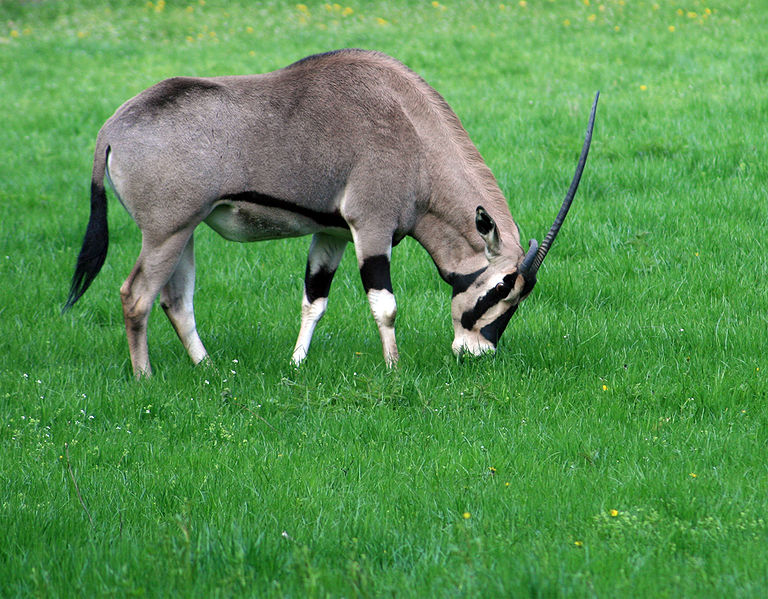 File:Oryx beisa 1.jpg