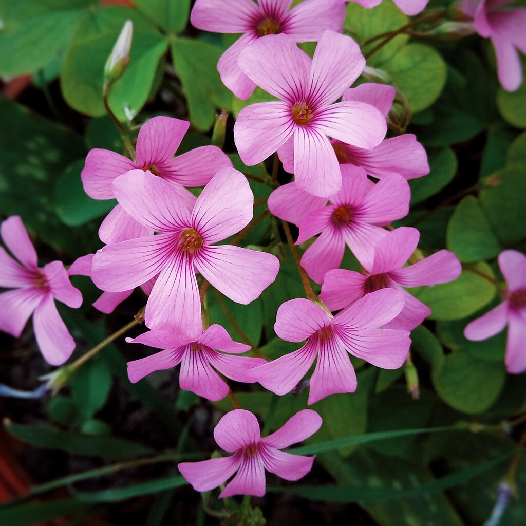 Oxalis articulata (pink woodsorrel 02)