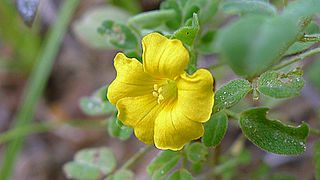 <i>Oxalis frutescens</i> Species of plant