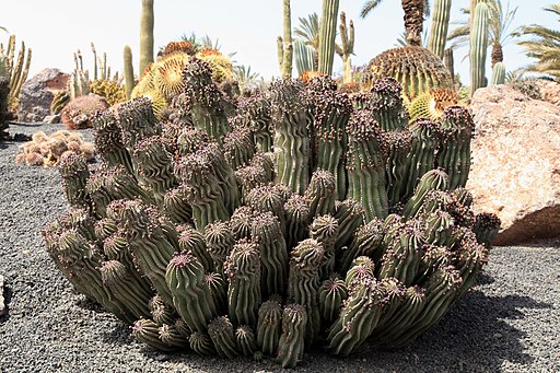 Pájara La Lajita - Oasis Park - Euphorbia polygona 01 ies