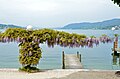 English: Wisteria and pier Deutsch: Blauregen und Bootssteg