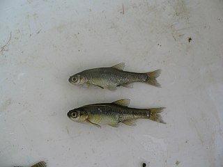 Epiros minnow Species of fish