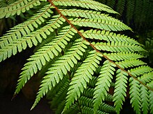 Close-up of frond