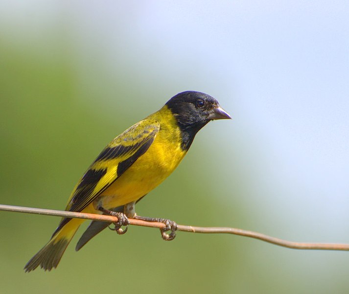 File:PINTASSILGO ( Carduelis magellanica ).jpg