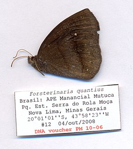 Forsterinaria quantius