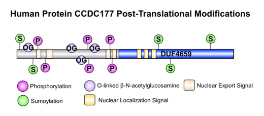 CCDC177 post-translational modifications and other notable motifs. Created using IBS-Data Visualization PTM figure.png