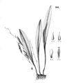 Pabstiella tripterantha (as syn. Pleurothallis trialata) plate 100, fig. II in: Alfred Cogniaux: Flora Brasiliensis vol. 3 pt. 4 (1893-1896) (Detail)