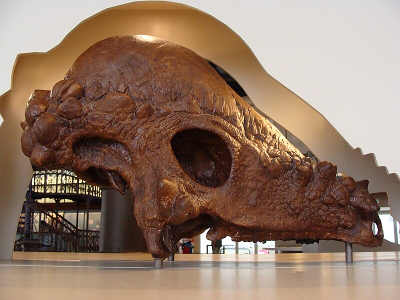 File:Pachycephalosaurus skull.jpg