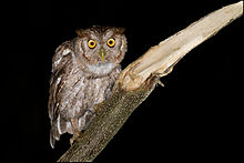 Pacific Screech-Owl.jpg