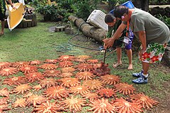 File:Pacific Solutions Summit, Rarotonga, Cook Islands, August 21-25, 2023 31.jpg (Category:Acanthaster planci)