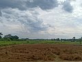 Paddy field in Betapus, Samarinda.jpeg