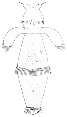 Paedoclione doliiformis.png