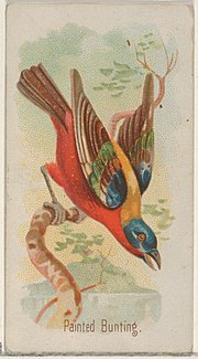 Thumbnail for File:Painted Bunting, from the Song Birds of the World series (N23) for Allen &amp; Ginter Cigarettes MET DP835284.jpg