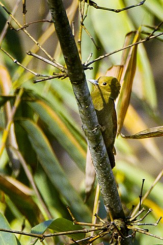 <span class="mw-page-title-main">Pale-headed woodpecker</span> Species of bird