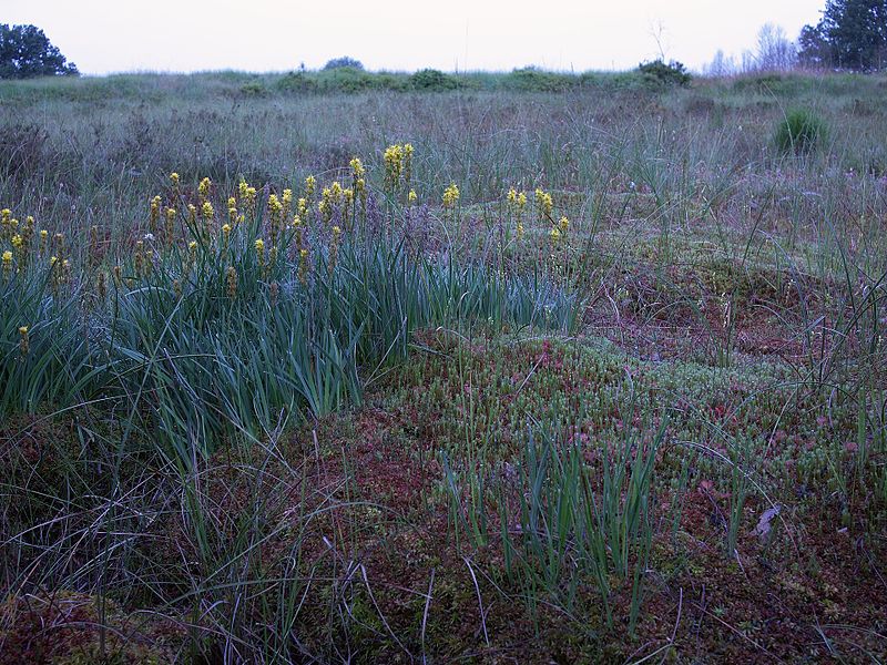 File:Palsa-Torfmoor, Elsenborn, Ostbelgien (4865334069).jpg