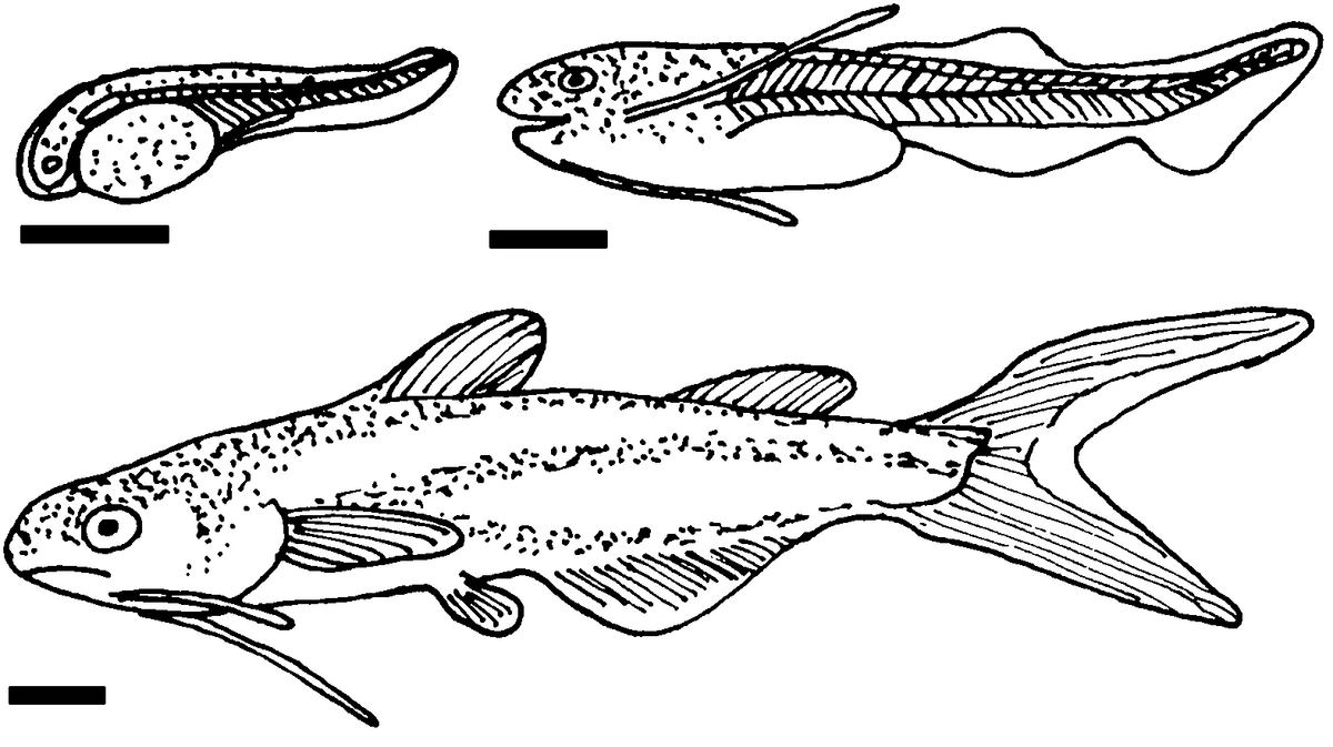 Poisson Chat Du Mekong Wiktionnaire