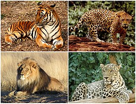 Panthera Diversity.jpg