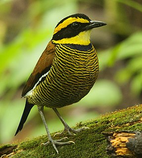 Javan banded pitta