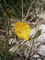 Papaver rhaeticum