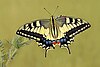 Papilio machaon ozby 015.jpg