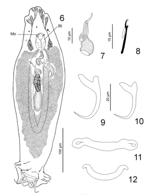 <i>Ancyrocephalus chiapanensis</i> Genus of flatworms
