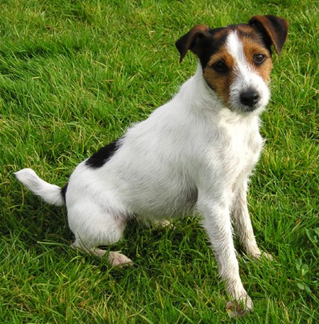 Tập_tin:Parson_Russell_Terrier.jpg