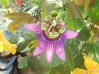 Passiflora picturata