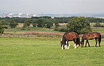 Thumbnail for File:Peaceful Grazing - geograph.org.uk - 3664965.jpg