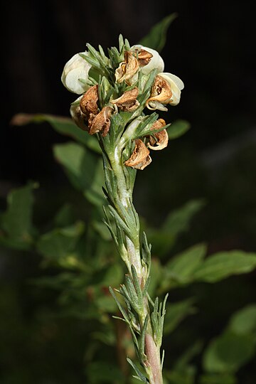 Pedicularis contorta