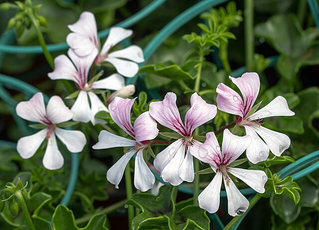 Pelargonium peltatum - Viquipèdia, l'enciclopèdia lliure