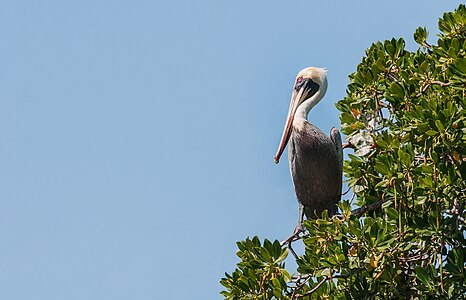 Pelecanus occidentalis in Mangroves