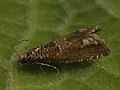 Pelochrista caecimaculana - Листовёртка темнопятнистая (26408418717).jpg