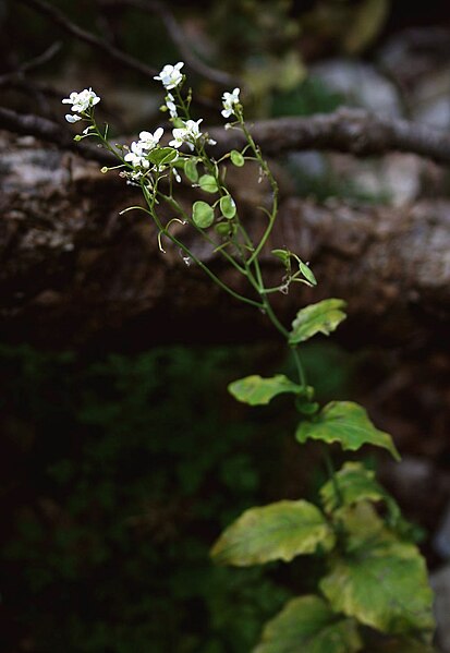 File:Peltaria alliacea 1.jpg