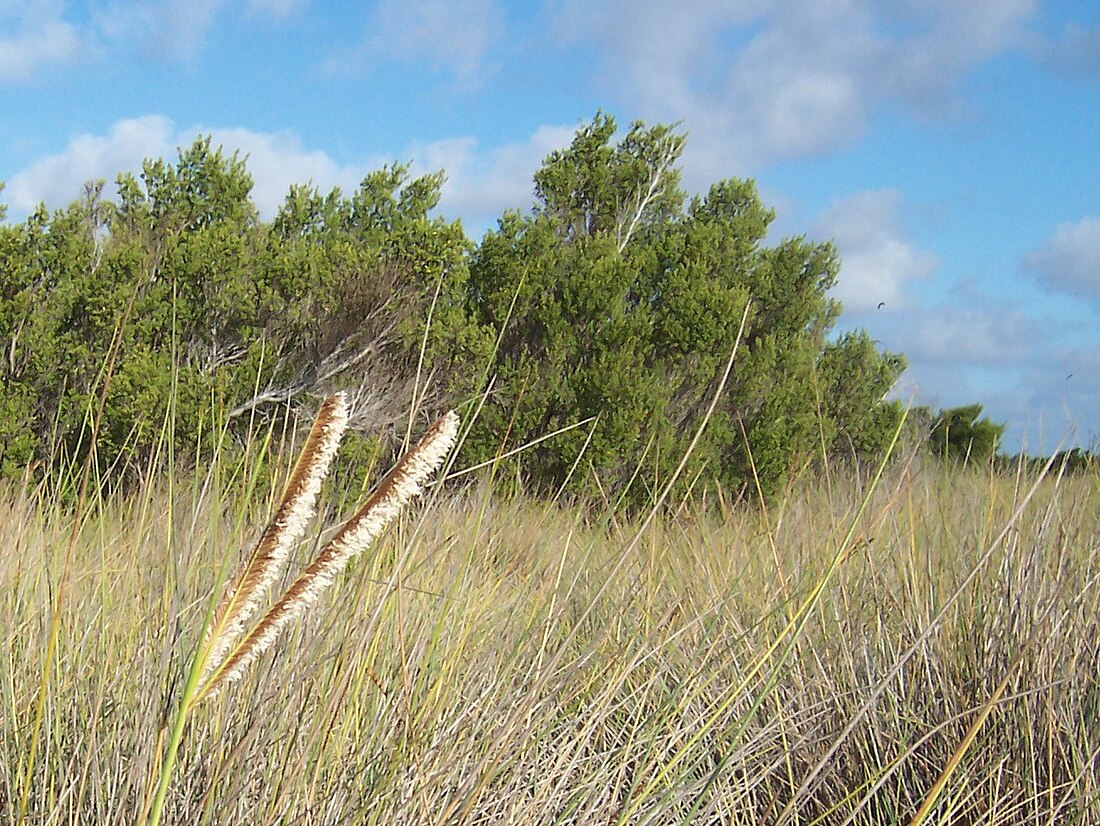 File:Pemphis acidula bushes02.JPG