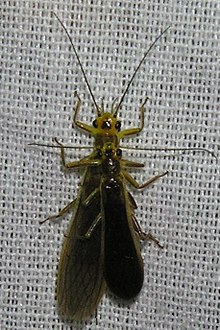 Perlesta decipiens couple.jpg