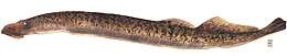 Sea lamprey, Petromyzon marinus Petromyzon marinus.jpg