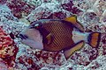 * Nomination Titan triggerfish (Balistoides viridescens), Red Sea, Egypt --Poco a poco 12:32, 26 August 2023 (UTC) * Promotion  Support Would bringing the exposure up slightly worsen the noise? --多多123 17:10, 26 August 2023 (UTC)