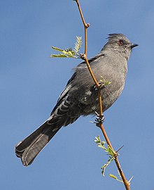 Phainopepla akar F.jpg