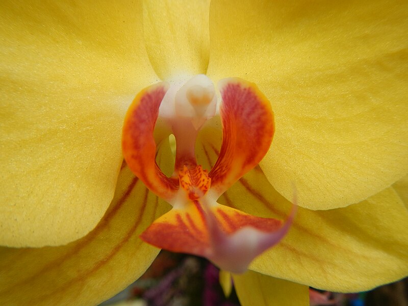 File:Phalaenopsis9225 05.JPG